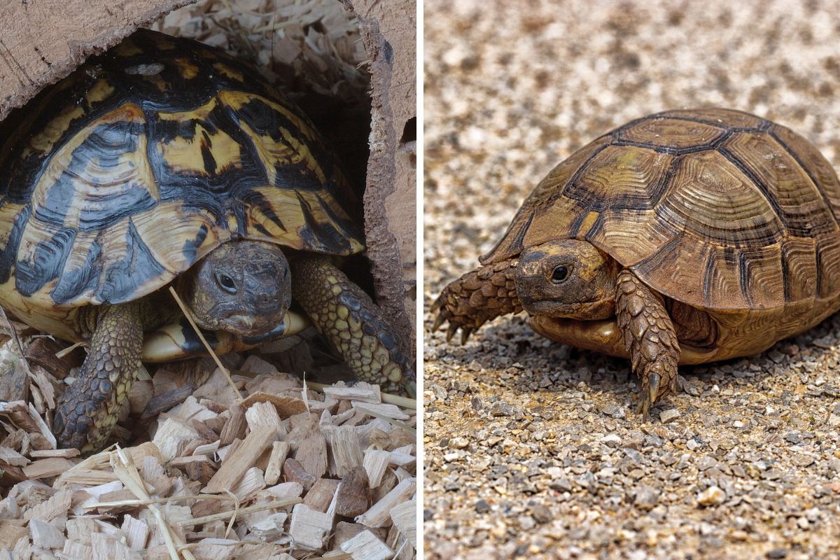 tartarughe più veloci del mondo