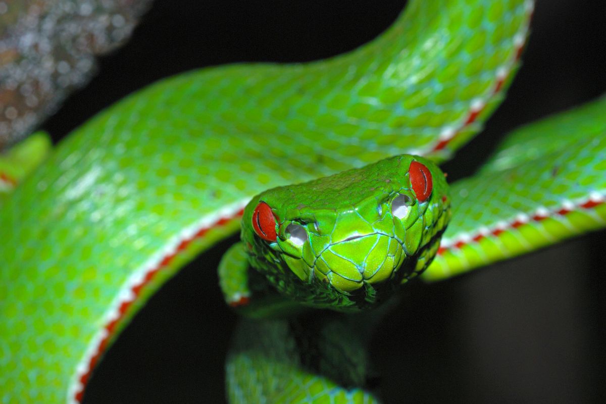 serpenti colorati