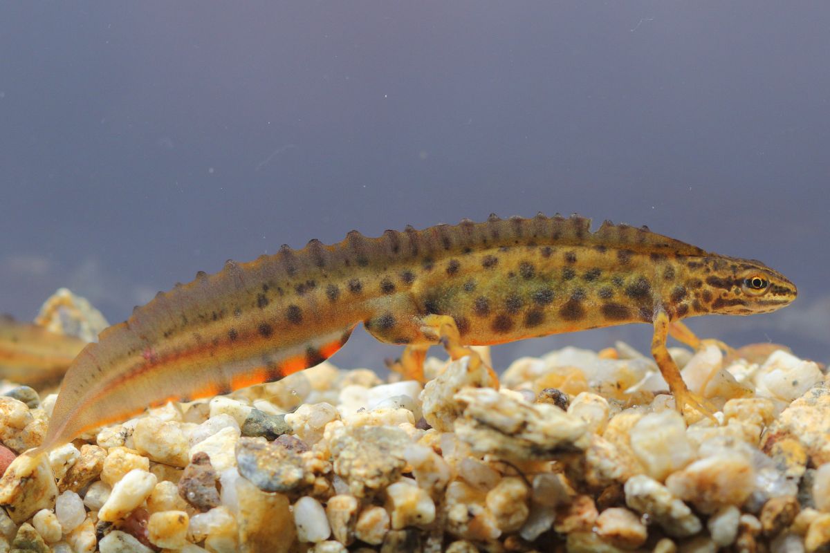 acquario per tritoni