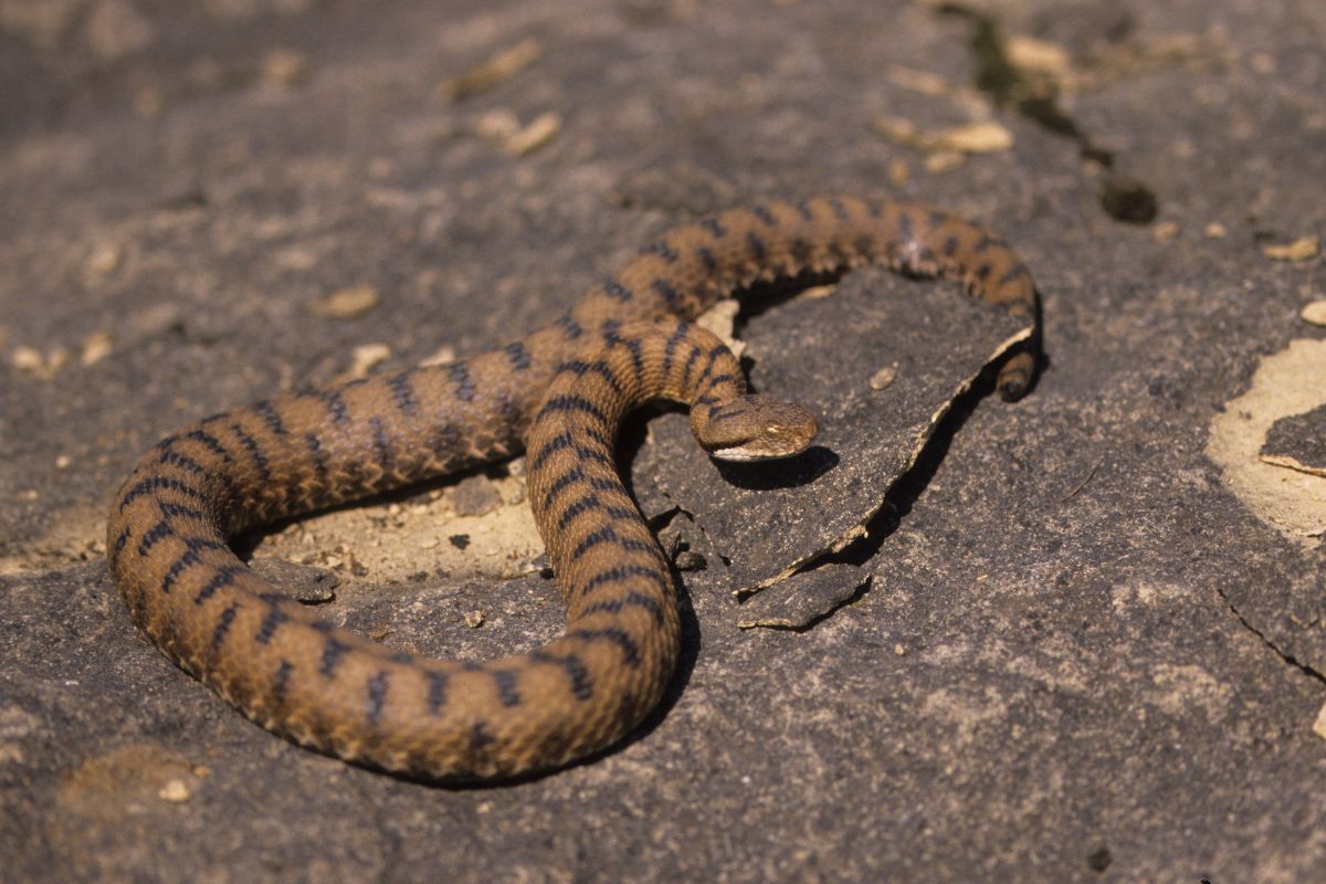 vipera comune