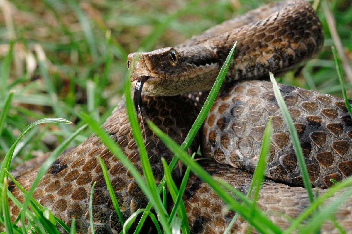 vipera aspis