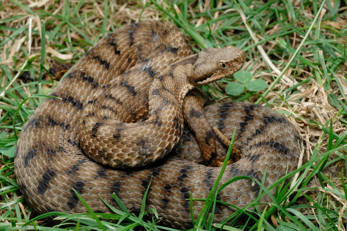 serpente velenoso in italia