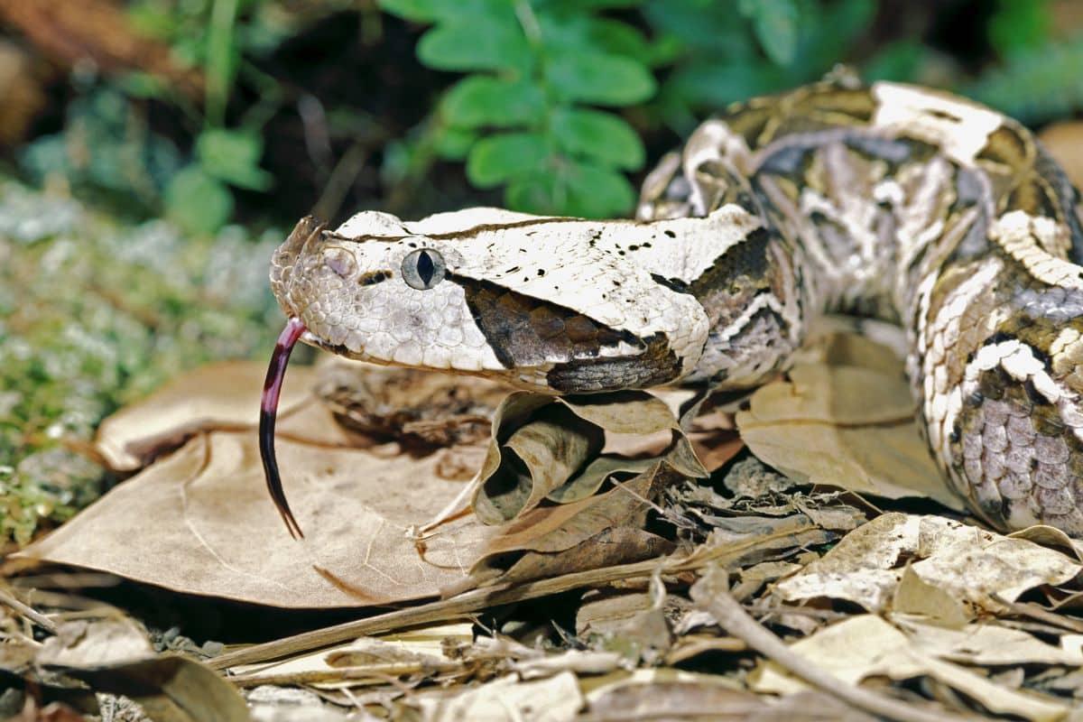 serpenti più strani del mondo