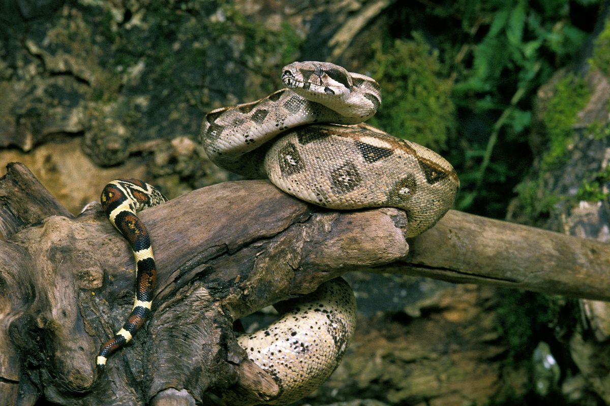 serpente longevo