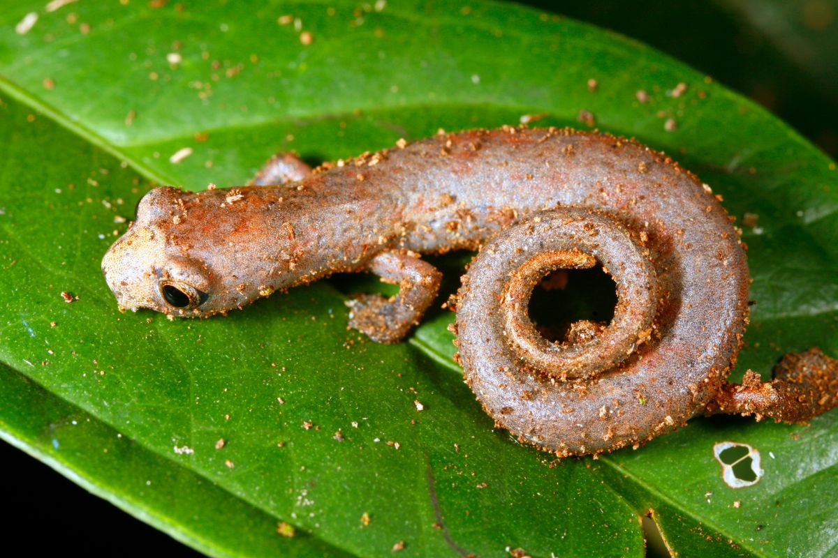 salamandre resistenti al calore