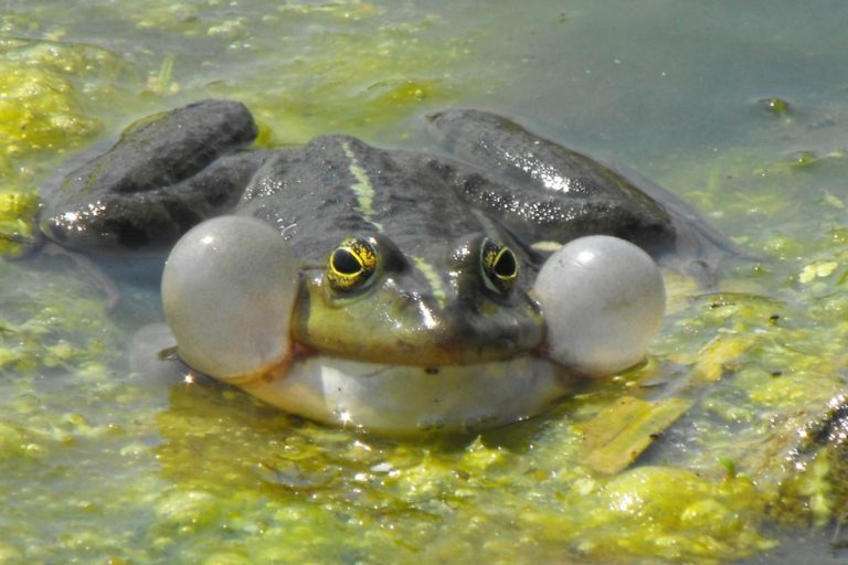 canto delle rane cosa indica