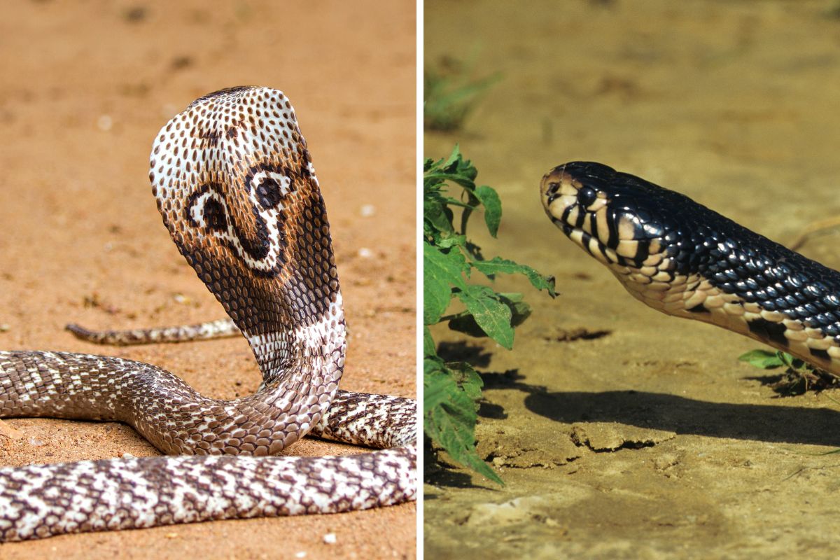 cobra più pericolosi al mondo