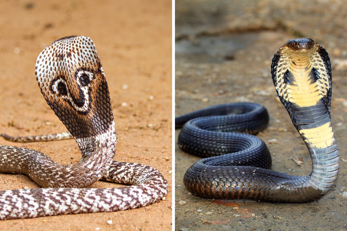 cobra pericolosi