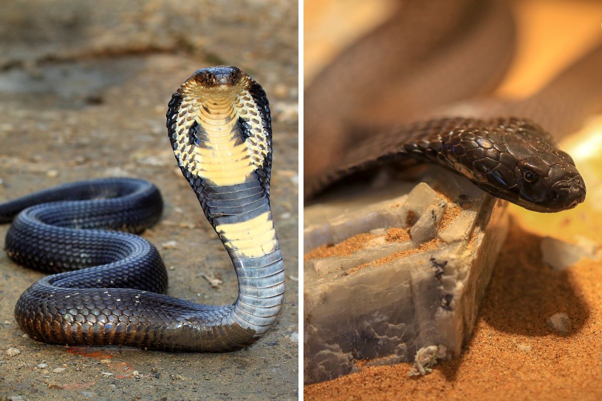 cobra pericolosi
