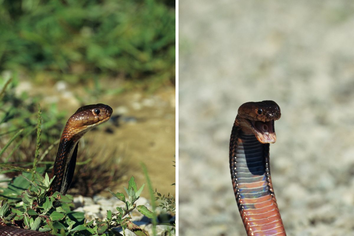 serpente che sputa
