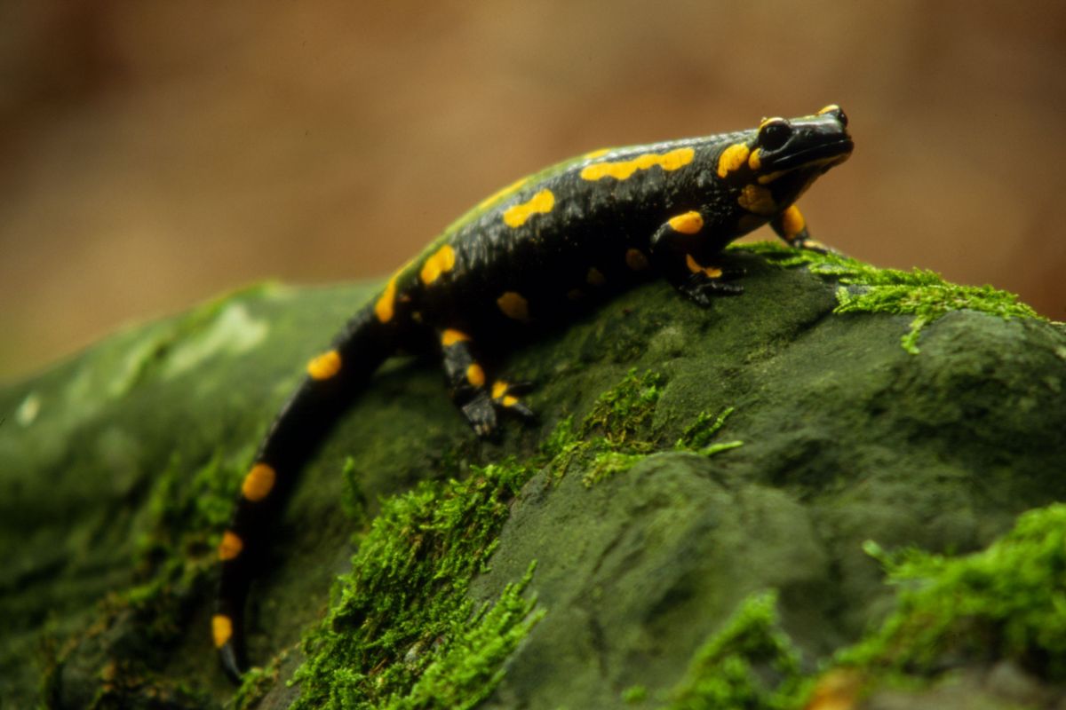 salamandra che respira attraverso la pelle