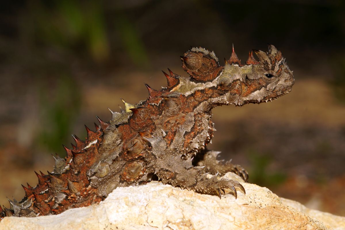 moloch horridus