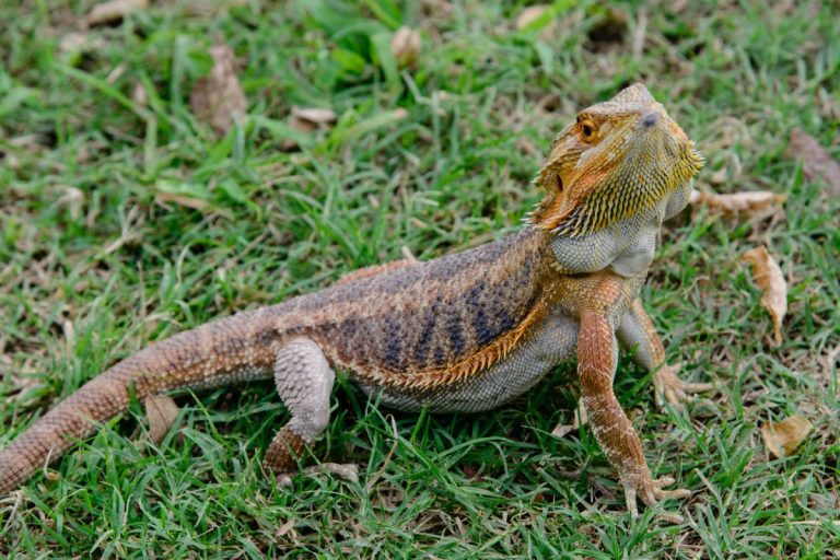 pogona