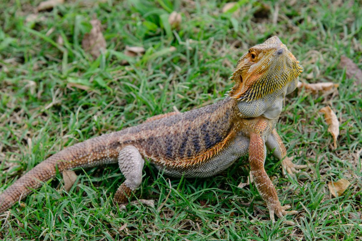 pogona