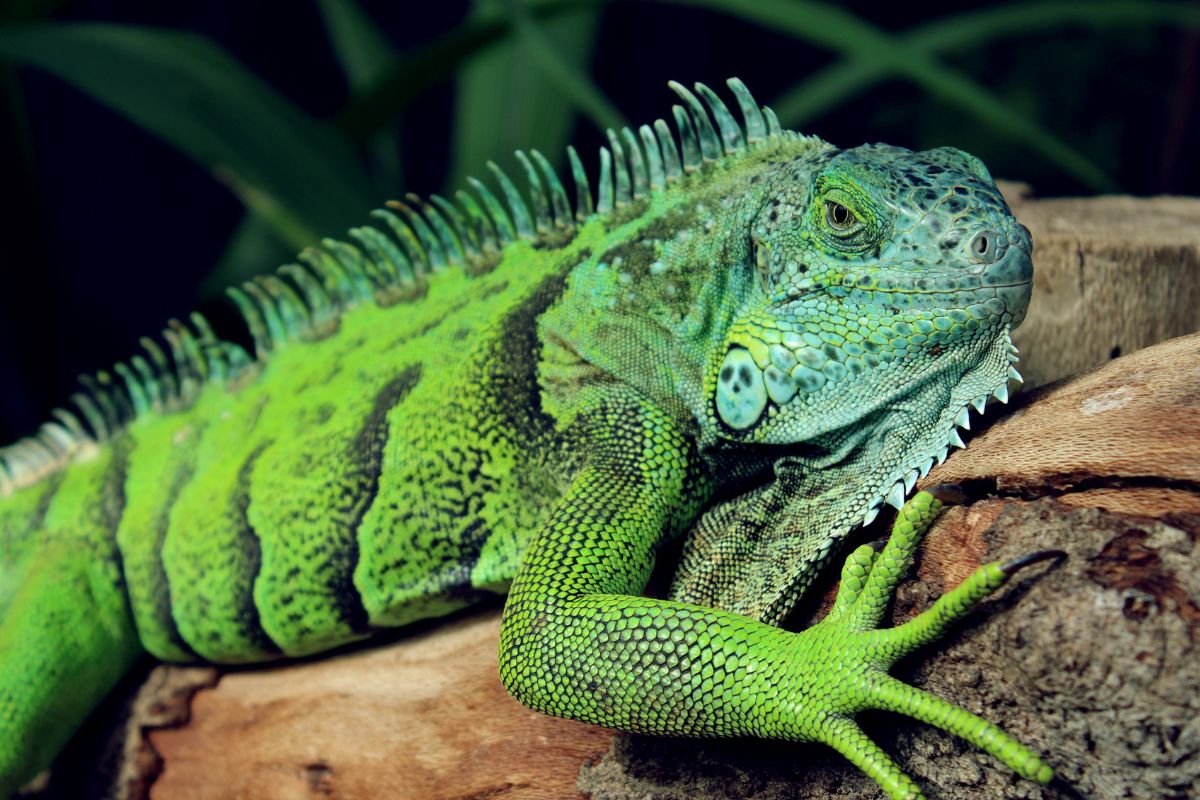 quanto vive l’iguana
