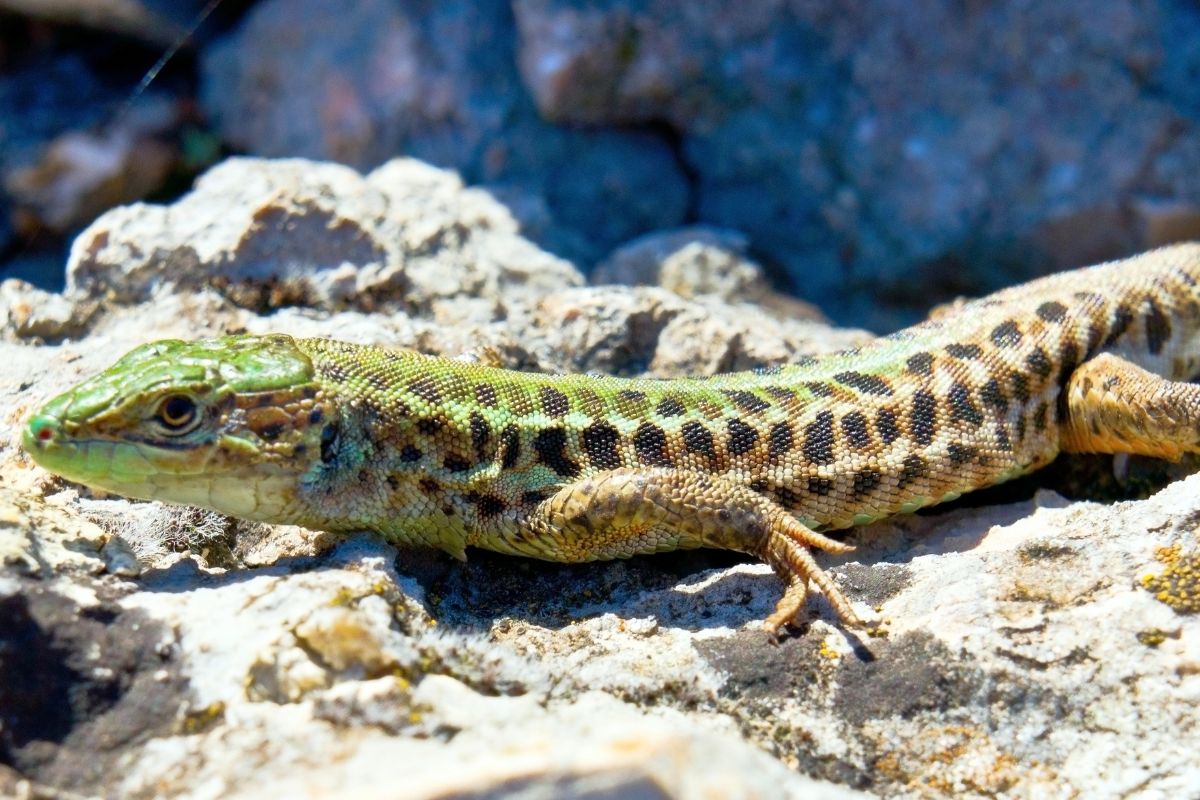 temperatura corporea delle lucertole