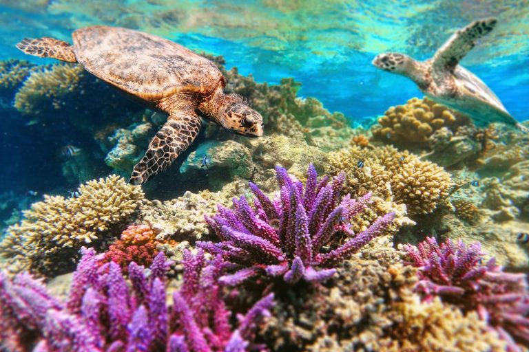 tartarughe marine migrazioni