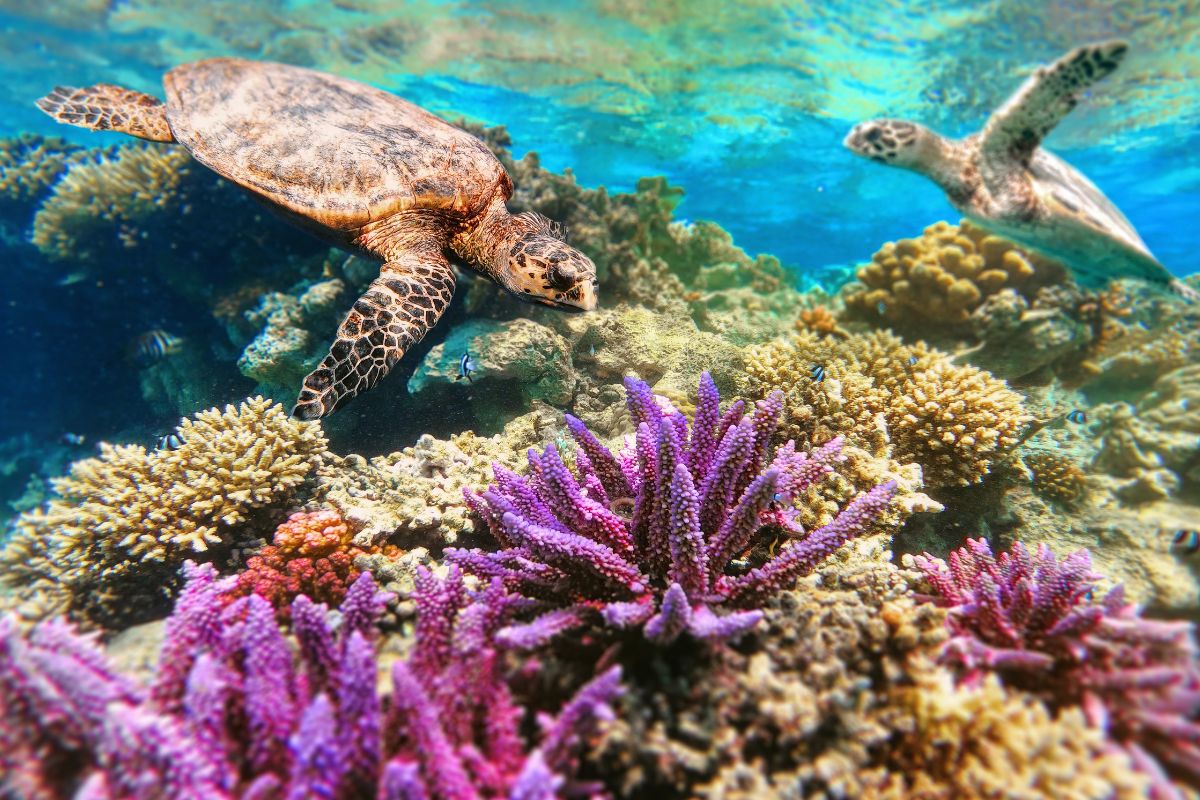 tartarughe marine migrazioni