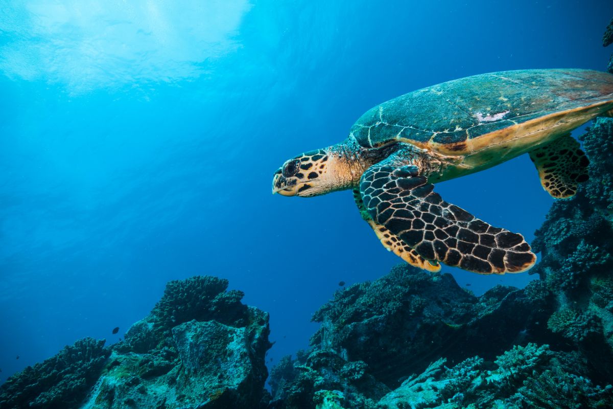 come fanno le tartarughe a orientarsi nel mare
