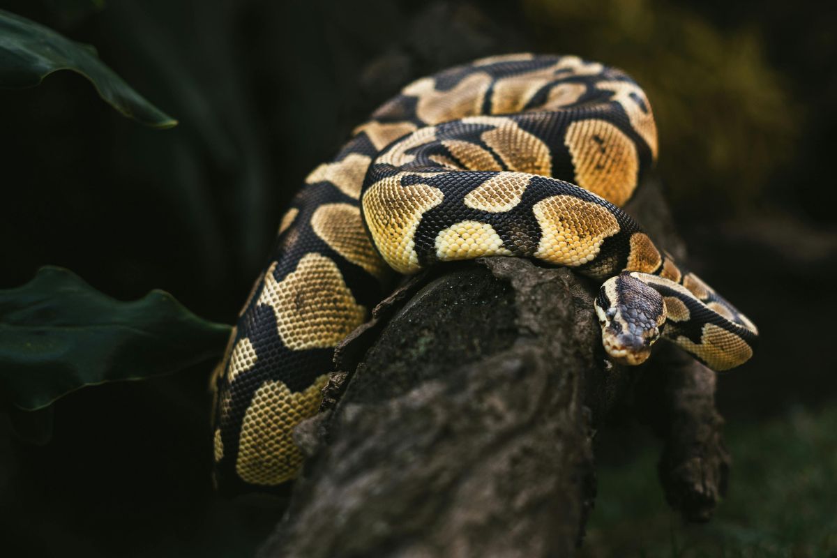 python regius