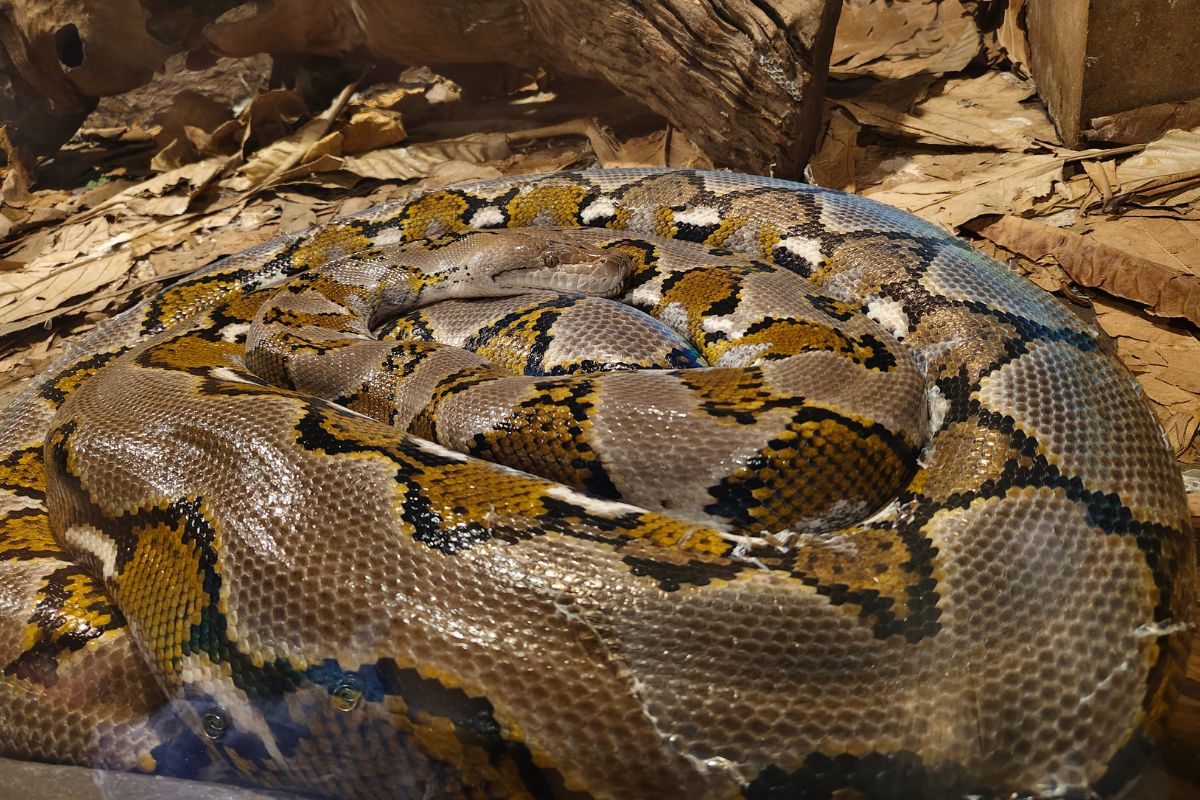 serpente più lungo del mondo
