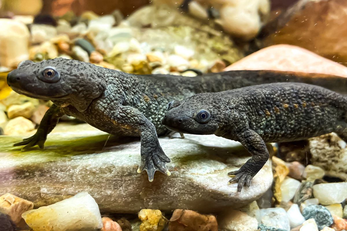 salamandre termofile