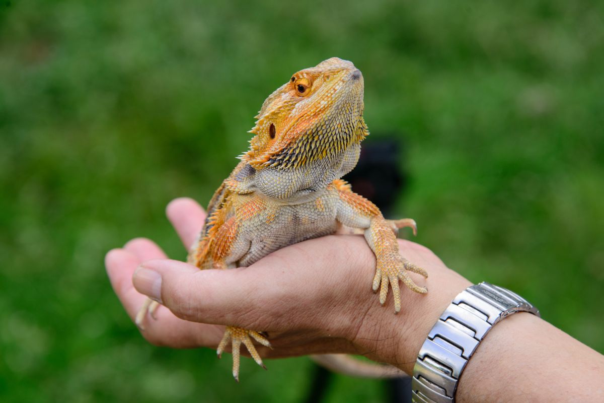 drago barbuto