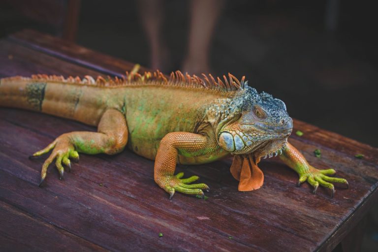 longevità iguana