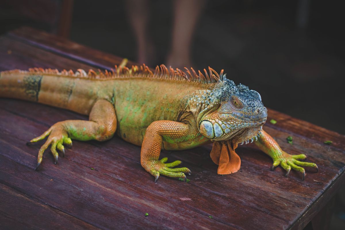 longevità iguana