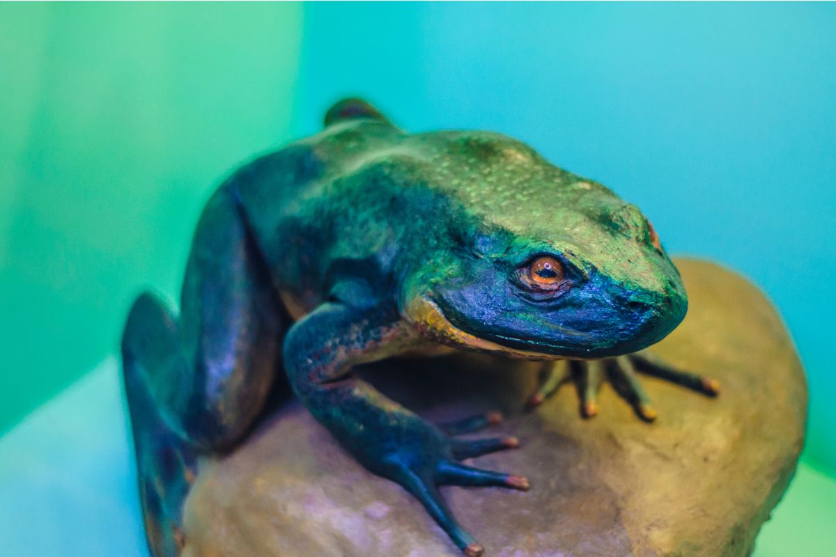 conraua goliath
