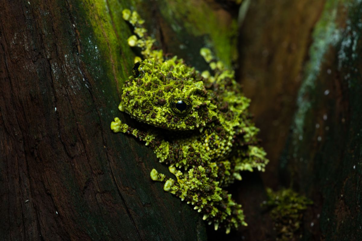 rana muschiata del vietnam