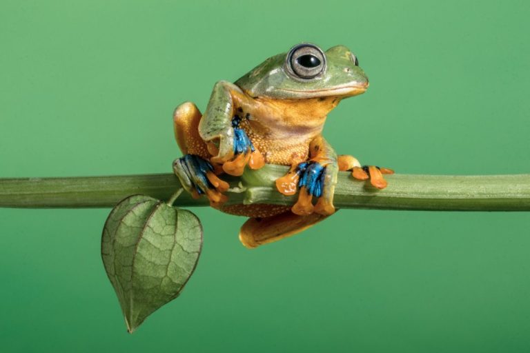 rana volante rhacophorus nigropalmatus
