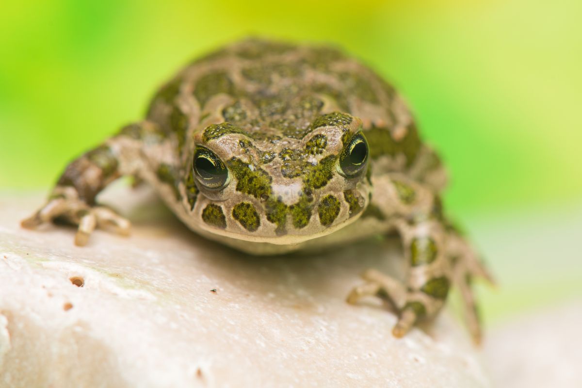 bufotes viridis