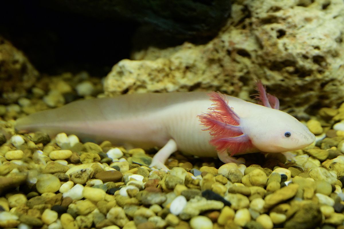 salamandra che rigenera il cuore
