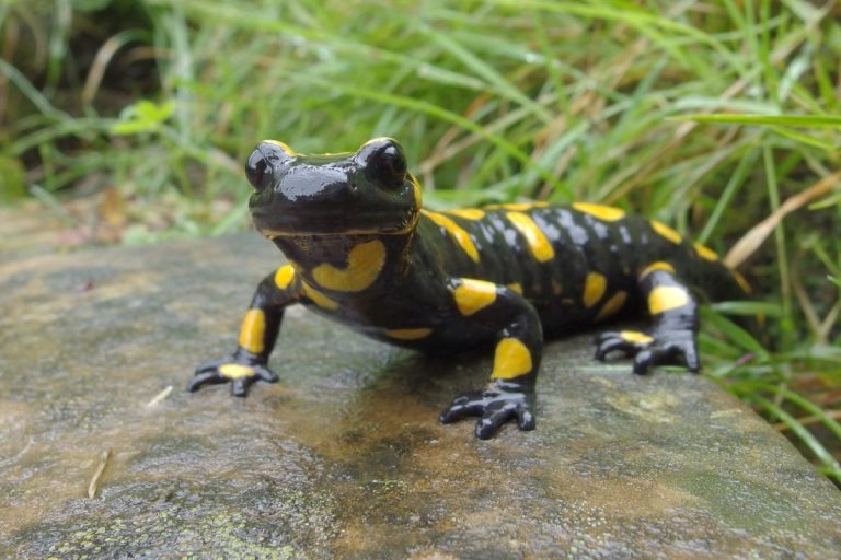 curiosità sulle salamandre