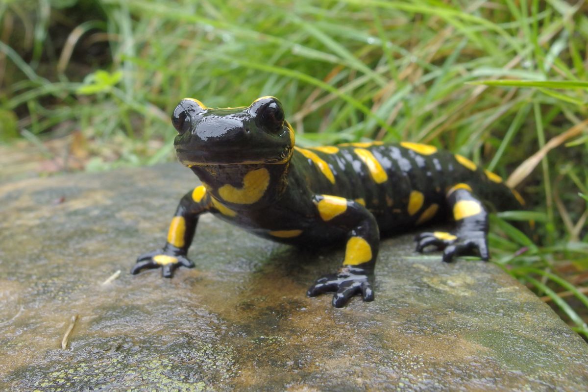 curiosità sulle salamandre