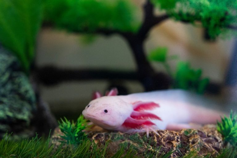salamandra axolotl