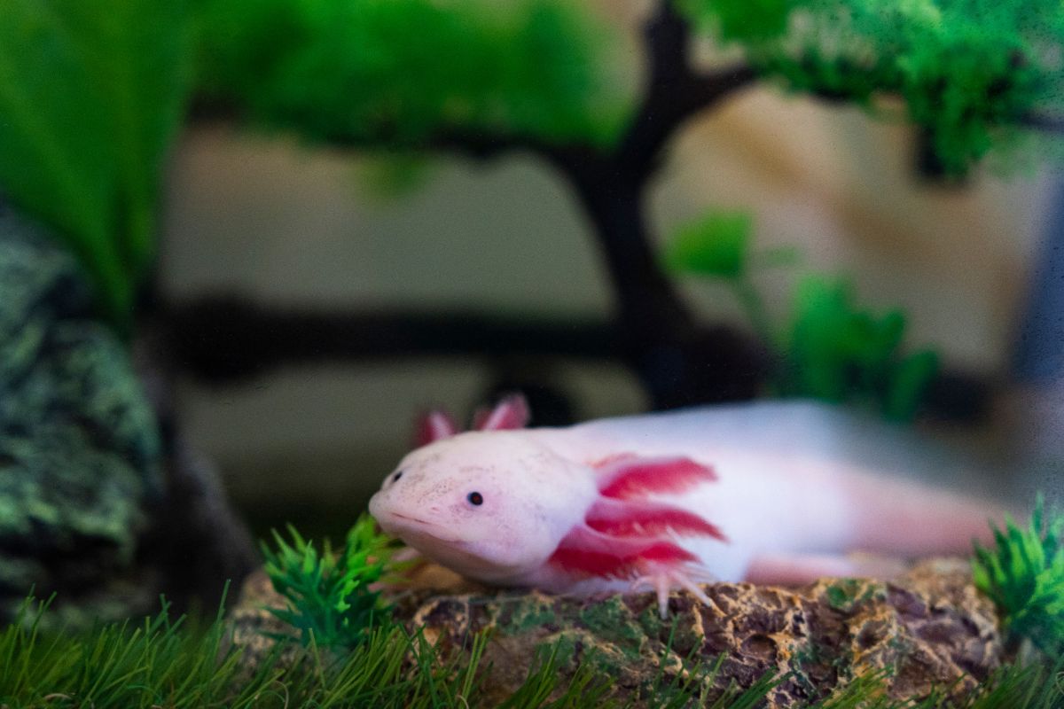 salamandra axolotl
