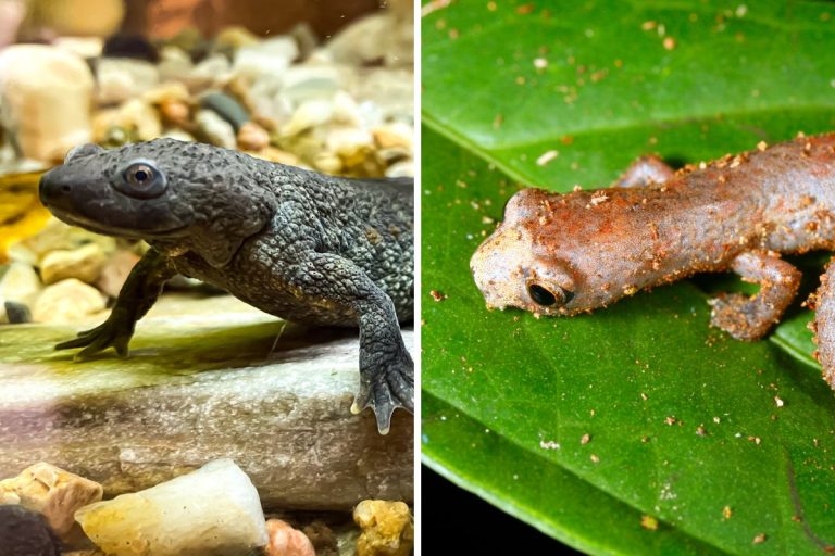 salamandre resistenti al calore