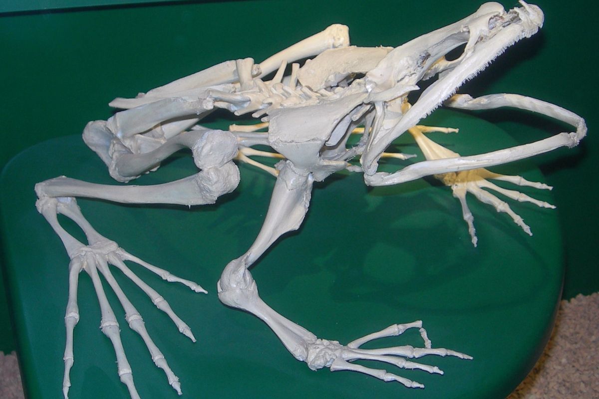 rana golia
