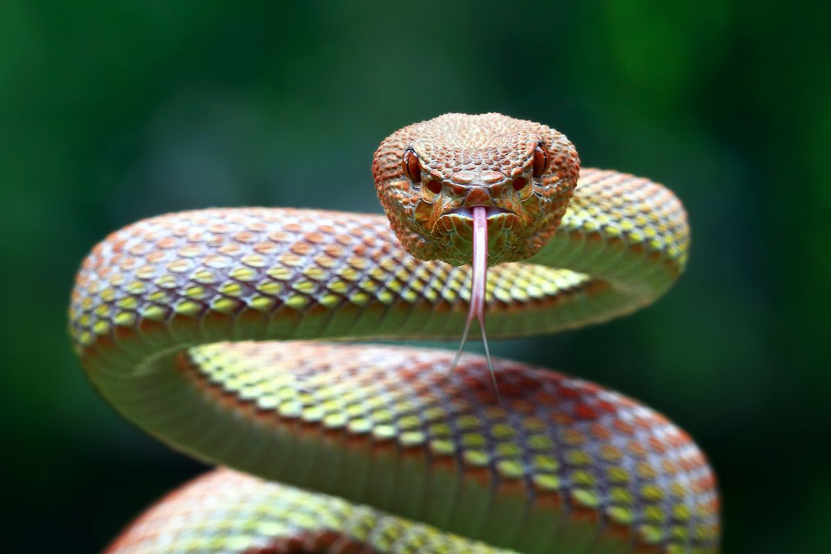 serpenti che sibilano