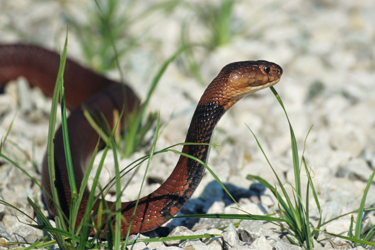 cobra sputatore