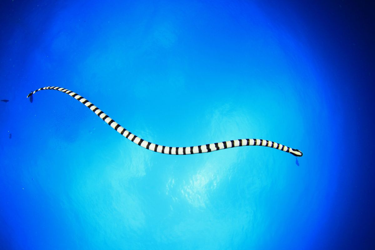 serpente marino più velenoso del mondo