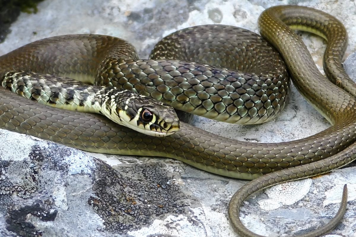 serpenti in italia