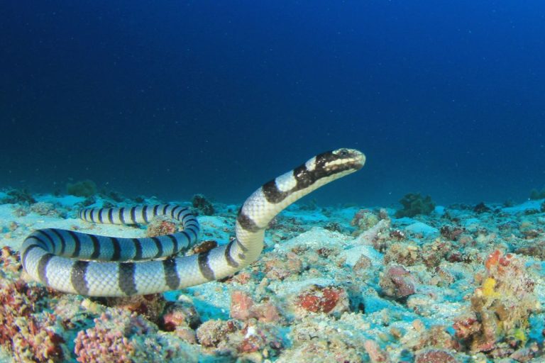 serpente hydrophis belcheri