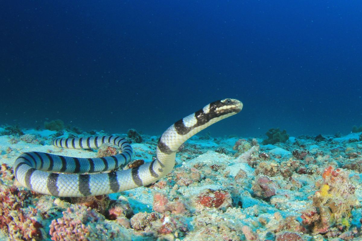 serpente hydrophis belcheri
