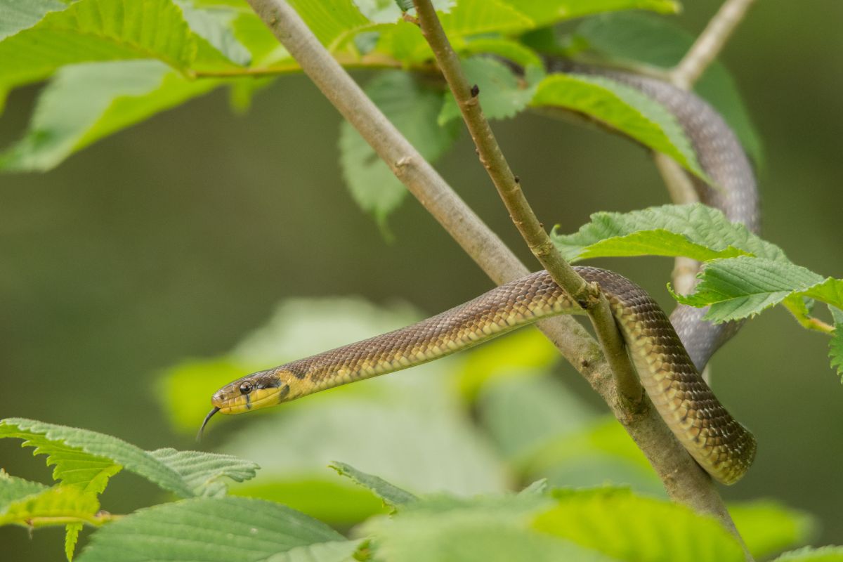 serpenti comuni in italia