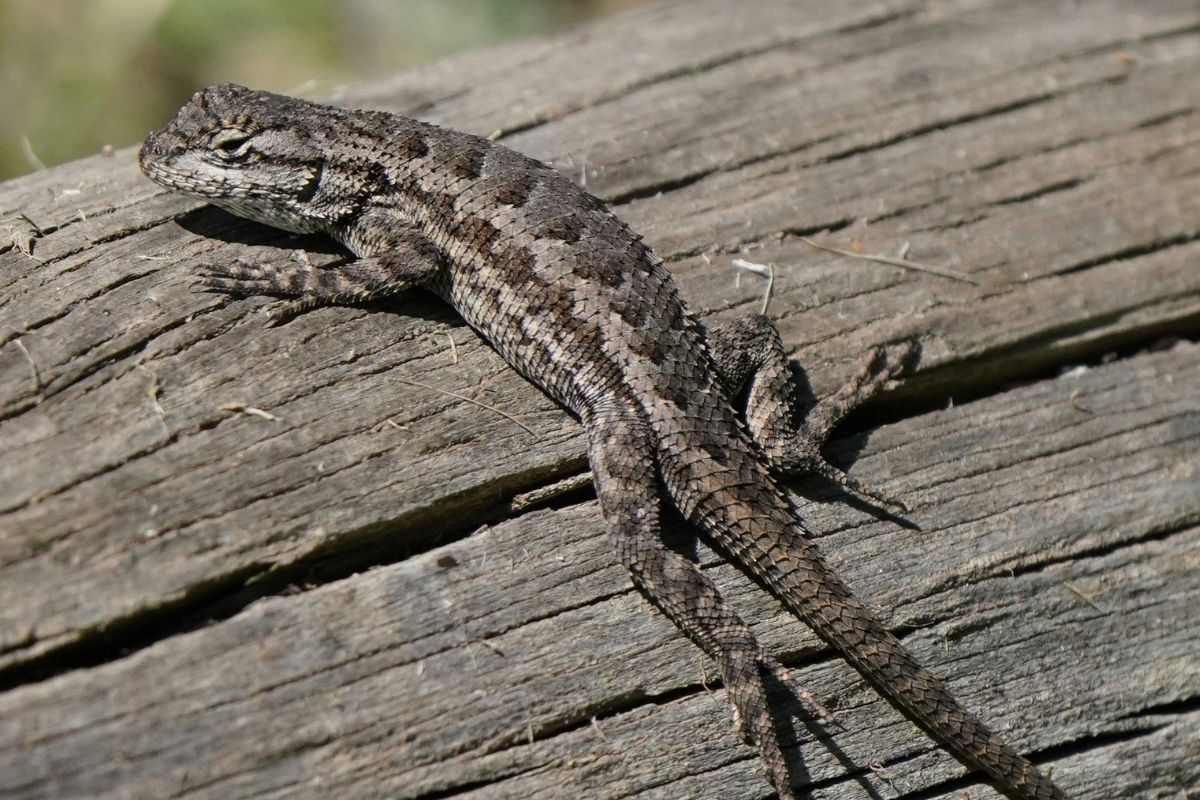 serpente volante tra gli alberi