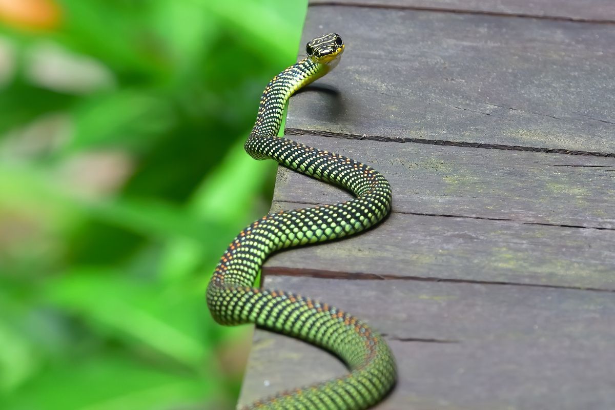 serpente volante del paradiso