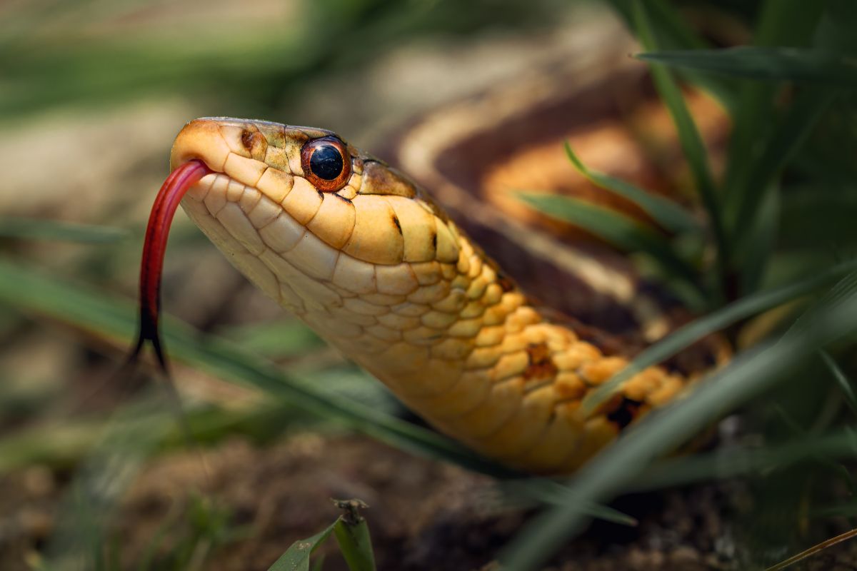 serpente che sibila prima dell’attacco